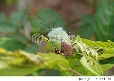 Green Stink Bug on Leaf Close Up Detailed View 139161816