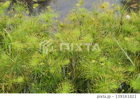 Umbrella Papyrus Plants in Wetland Environment 139161821