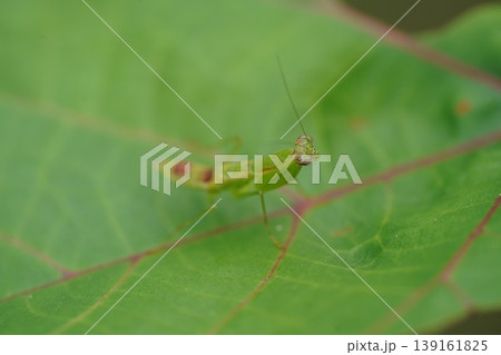 Praying Mantis on Green Leaf Insect Macro Photography 139161825