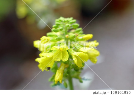 春の訪れを告げる黄色の花 139161950