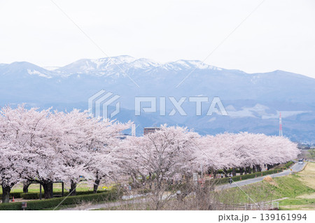 【荒川桜づつみ河川公園】満開の桜に包まれた公園 139161994