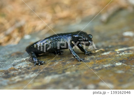 Closeup on a juvenile Alpine salamander, Salamandra atra in antipredator defensive posure on a stone in Austria Closeup on a juvenile Alpine salamander, Salamandra atra in antipredator defensive posure on a stone in Austria 139162046