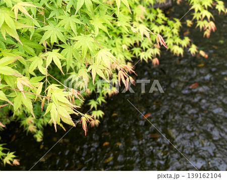 池の水面の上に垂れる初夏のイロハモミジの新緑　日本庭園　春 139162104