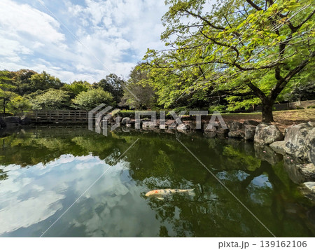 錦鯉が泳ぐ日本庭園風の池と木橋 新緑の木々 春の穏やかな風景 錦鯉が泳ぐ日本庭園風の池と木橋 新緑の木々 春の穏やかな風景 139162106