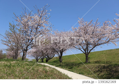 快晴の下で土手に咲く満開の桜 快晴の下で土手に咲く満開の桜 139162169
