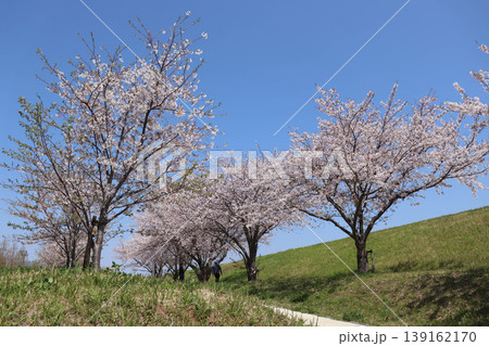 快晴の下で土手に咲く満開の桜 139162170