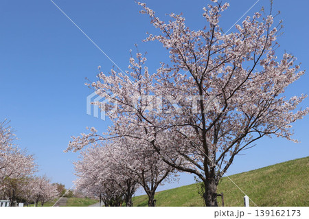 快晴の下で土手に咲く満開の桜 快晴の下で土手に咲く満開の桜 139162173