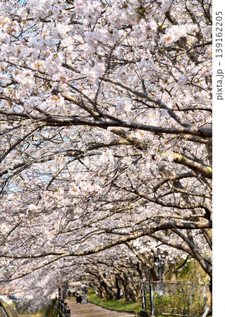 桜、サクラ、さくら 139162205