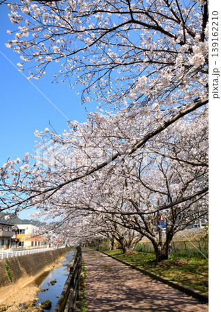 桜、サクラ、さくら 139162210
