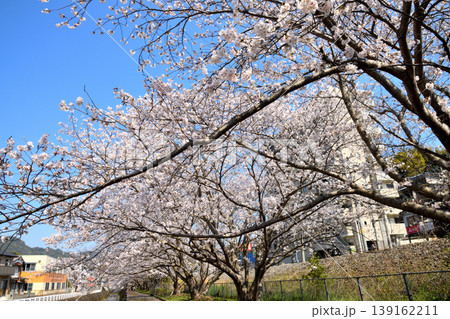 桜、サクラ、さくら 139162211