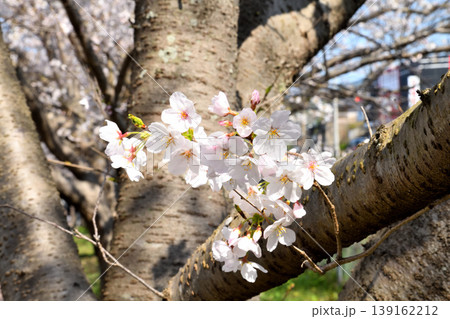桜、サクラ、さくら 139162212