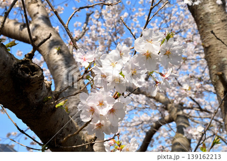 桜、サクラ、さくら 桜、サクラ、さくら 139162213