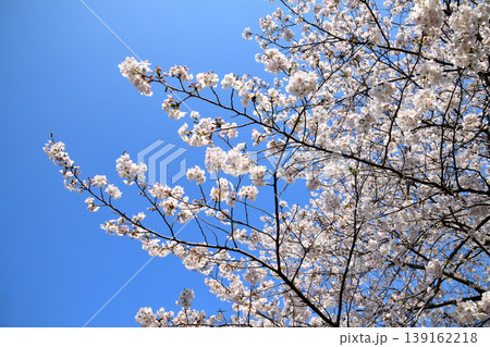 桜、サクラ、さくら 桜、サクラ、さくら 139162218
