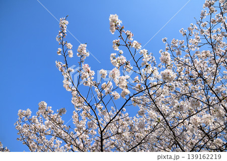 桜、サクラ、さくら 139162219