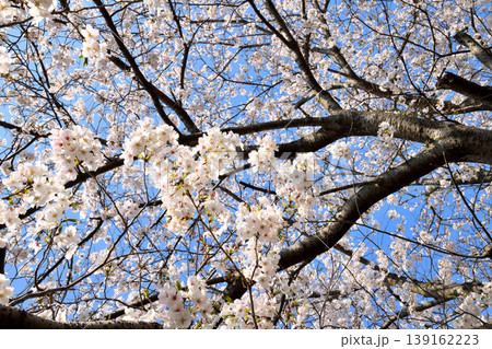桜、サクラ、さくら 139162223