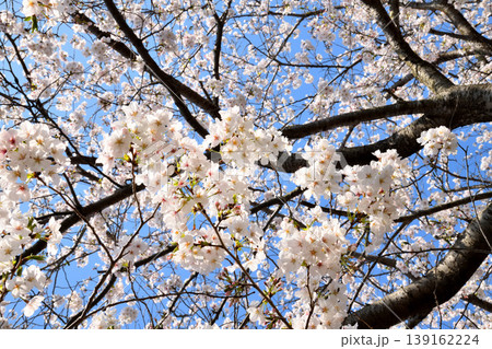 桜、サクラ、さくら 139162224