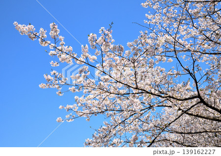 桜、サクラ、さくら 桜、サクラ、さくら 139162227