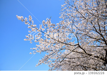 桜、サクラ、さくら 139162228
