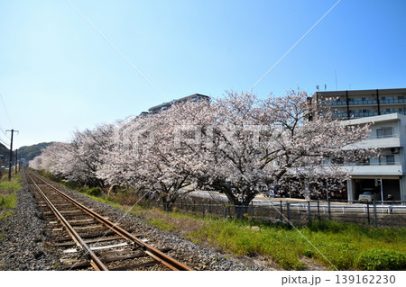 桜、サクラ、さくら 139162230