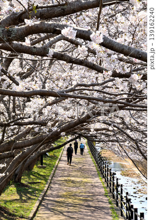 桜、サクラ、さくら 139162240