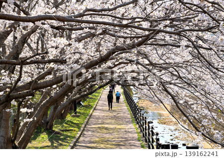 桜、サクラ、さくら 桜、サクラ、さくら 139162241