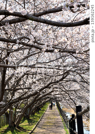 桜、サクラ、さくら 桜、サクラ、さくら 139162245