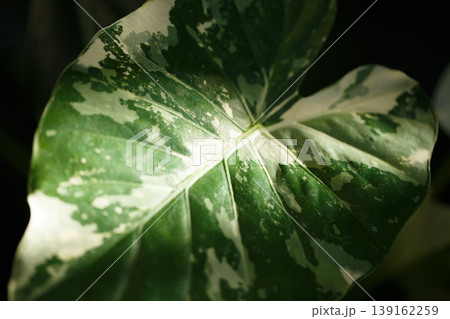 Close-up of a variegated green and white leaf with detailed veining and vibrant coloring, tropical foliage exhibiting unique patterns and textures Close-up of a variegated green and white leaf with detailed veining and vibrant coloring, tropical foliage exhibiting unique patterns and textures 139162259