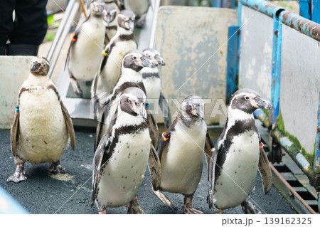 Group of African Penguins on the Wet Deck of an Aquarium or Wildlife Sanctuary Exhibit 139162325