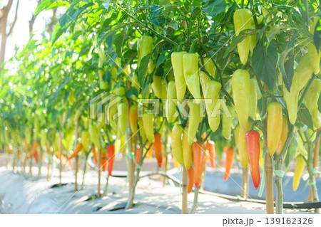 Vivid Green, Yellow, and Orange Chili Peppers Growing on Plants in a Garden Vivid Green, Yellow, and Orange Chili Peppers Growing on Plants in a Garden 139162326