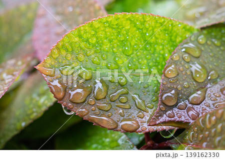 雨上がりのバラの葉にきらめく水滴マクロ接写、自然の瑞々しさ 雨上がりのバラの葉にきらめく水滴マクロ接写、自然の瑞々しさ 139162330