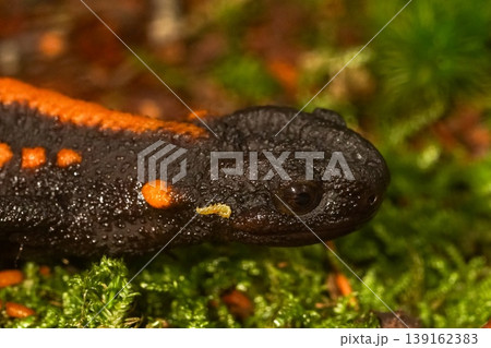 Closeup on a colorful but endangered adult Tiannan Crocodile Newt, Tylototriton yangi sitting on the ground Closeup on a colorful but endangered adult Tiannan Crocodile Newt, Tylototriton yangi sitting on the ground 139162383