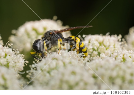 Closeup on a large crabronid wasp, Ectemnius fossorius feeding on white Angelica flowers Closeup on a large crabronid wasp, Ectemnius fossorius feeding on white Angelica flowers 139162393