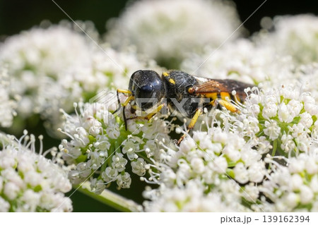 Closeup on a large crabronid wasp, Ectemnius fossorius feeding on white Angelica flowers 139162394