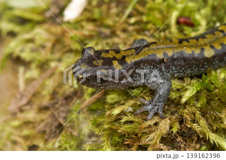Closeup on an Oregon Longtoed salamander, Ambystoma macrodactylum posing on moss Closeup on an Oregon Longtoed salamander, Ambystoma macrodactylum posing on moss 139162396