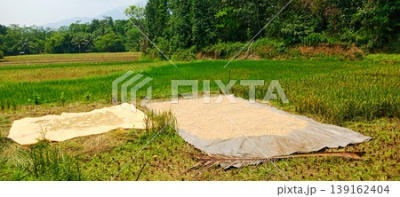 Drying Rice in the Middle of a Paddy Field Drying Rice in the Middle of a Paddy Field 139162404
