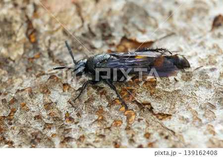 Closeup on a hairy black yellow wasp, Scolia hirta, Scolliidae on a piece wood Closeup on a hairy black yellow wasp, Scolia hirta, Scolliidae on a piece wood 139162408