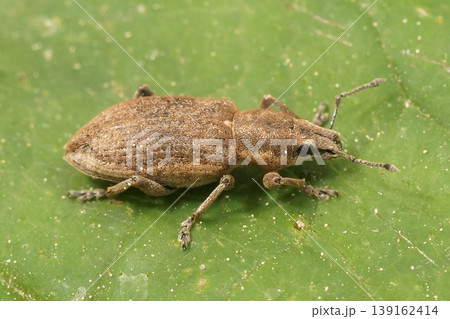 Closeup on a beet leaf weevil, Tanymecus palliatus sitting on a green leaf in the field 139162414