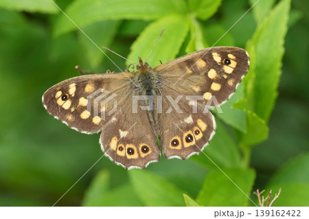 Closeup on a Speckled wood butterfly, Pararge aegeria with spread wings on vegetation Closeup on a Speckled wood butterfly, Pararge aegeria with spread wings on vegetation 139162422