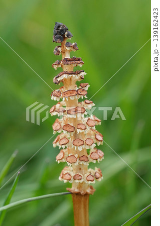Common horsetail stalk Equisetum arvense , emerge from green grass, showcasing nature's delicate patterns and early growth details Common horsetail stalk Equisetum arvense , emerge from green grass, showcasing nature's delicate patterns and early growth details 139162423