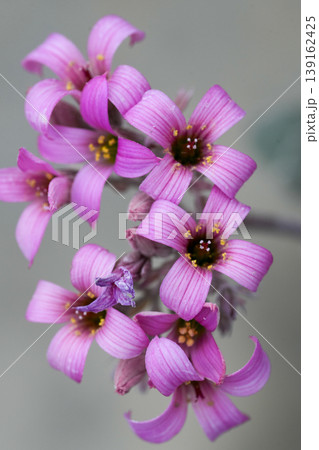 Closeup on the soft lila colored flowers of the Kalanchoe pumila or flower dust plant, endemic to Madagascar Closeup on the soft lila colored flowers of the Kalanchoe pumila or flower dust plant, endemic to Madagascar 139162425