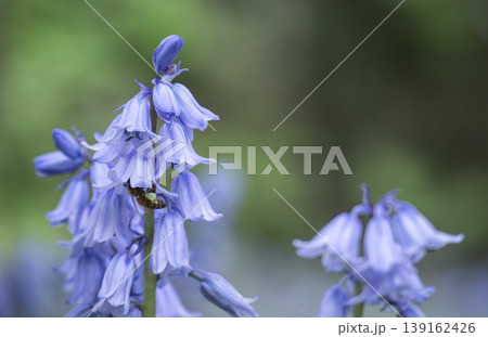 シラーの花 139162426
