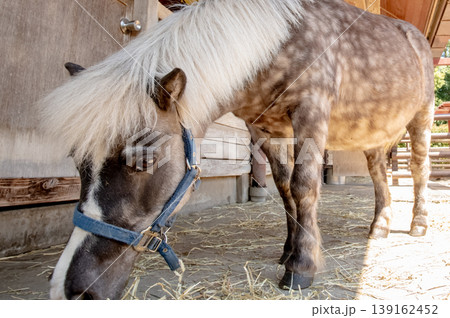 馬舎で干し草を食むポニーの瞳 馬舎で干し草を食むポニーの瞳 139162452