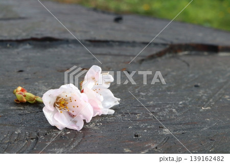 五稜郭公園の切り株の上に落ちた桜の花びら 五稜郭公園の切り株の上に落ちた桜の花びら 139162482