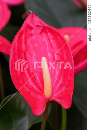 Closeup on a vibrant red flamingo, tailflower, painter's palette, oilcloth or laceleaf flower, Anthurium andraeanum Closeup on a vibrant red flamingo, tailflower, painter's palette, oilcloth or laceleaf flower, Anthurium andraeanum 139162499