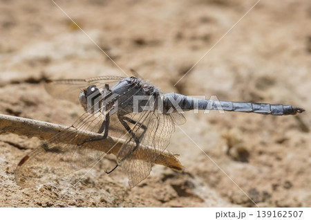 Closeup on a male blue Southern skimmer dragonfly, Orthetrum brunneum 139162507