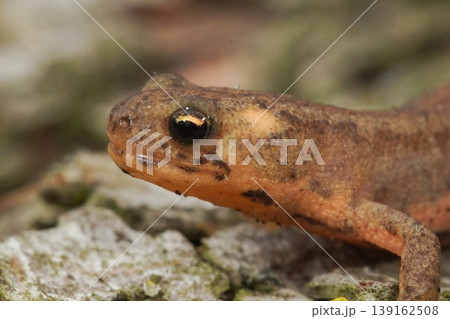 Closeup of a juvenile terrestrial banded newt, Ommatotriton ophryticus, on a wooden trunk surface Closeup of a juvenile terrestrial banded newt, Ommatotriton ophryticus, on a wooden trunk surface 139162508