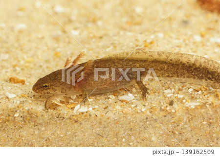 Closeup on a gilled aquatic larvae Taiwanese Cheju salamander, Hynobius quelpaertensis 139162509