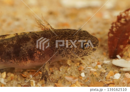 Closeup on a gilled larvae of the Japanese Hokkaido salamander, Hynobius retardatus Closeup on a gilled larvae of the Japanese Hokkaido salamander, Hynobius retardatus 139162510