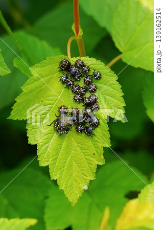 Closeup on an aggregation of colorful nymphs of the Southern Green shieldbug , Nezara viridula on a green leaf Closeup on an aggregation of colorful nymphs of the Southern Green shieldbug , Nezara viridula on a green leaf 139162514