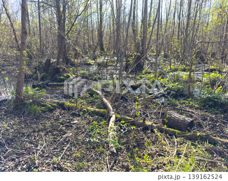 A spring swamp forest with flooded wetlands, fallen trees and fresh greenery A spring swamp forest with flooded wetlands, fallen trees and fresh greenery 139162524
